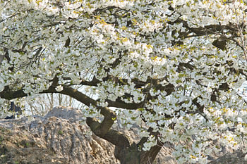 Japanische weiße Blüte im Frühling