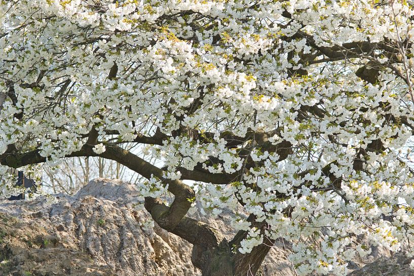Japans spierwitte bloesem in de lente van Jolanda de Jong-Jansen