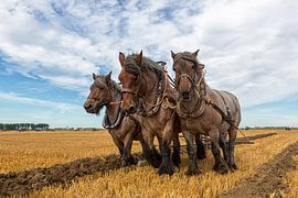 Zeeland draft horses by Bram van Broekhoven