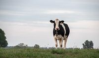 Cow on the dike in Overijssel landscape with dike