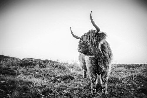 Scottish Highlander on the isle of Texel - the Netherlands by Stefan Witte