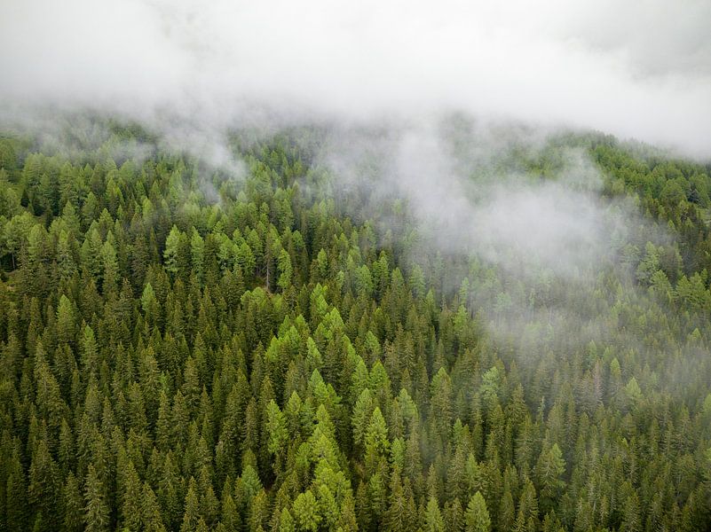 Kiefernwaldlandschaft auf einem Berg in den Alpen von Sjoerd van der Wal Fotografie