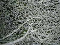 spinnenweb
