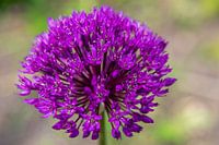 Bloeiende allium