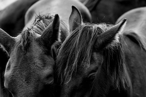 Beaux-arts Chevaux dans un troupeau