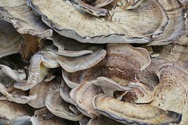 Mushroom Crowd - Leben aus dem alten Baum von Petra Kluck