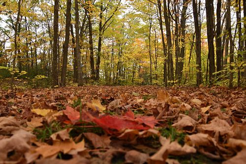 Een esdoornbos in de herfst