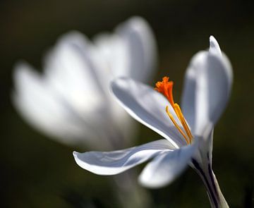 CROCUS GRANDIFLORUS van Renate Knapp