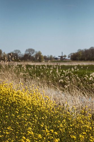 Bloeiend raapzaad, een molen en blauwe luchten