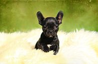 Niedliche Französische Bulldogge von Heike Hultsch Miniaturansicht