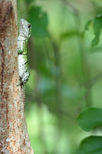 Felgroene hagedis (Lacertilia)
