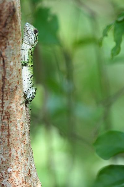 Bright green lizard ( Lacertilia )  by Astrid Brouwers