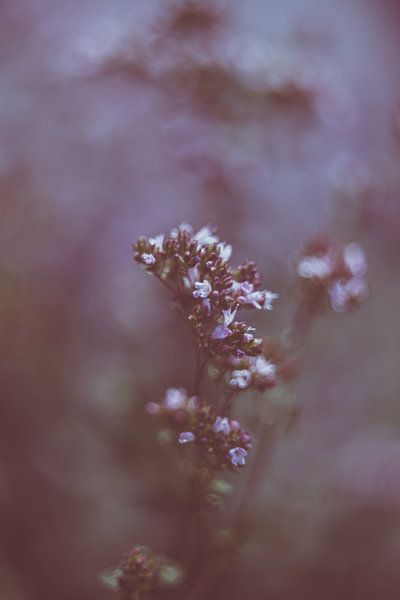 Oregano by Krista Jacobs