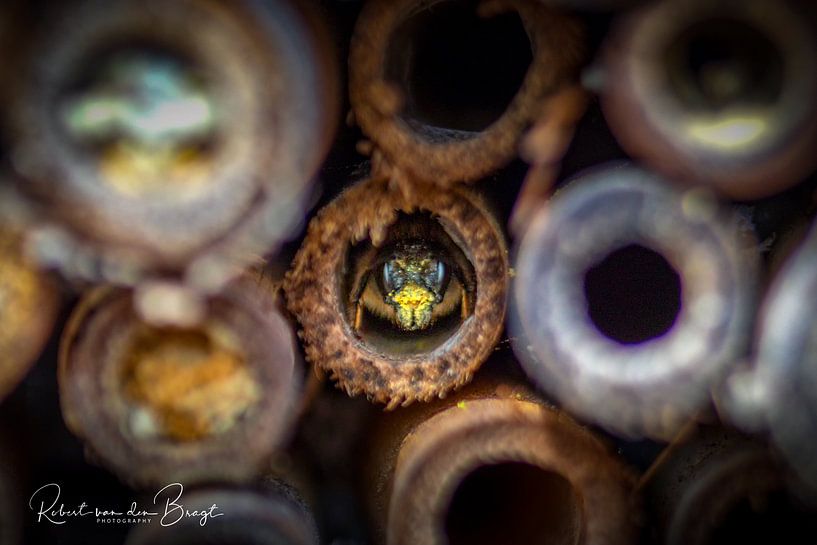 Wasp by Robert Van den Bragt