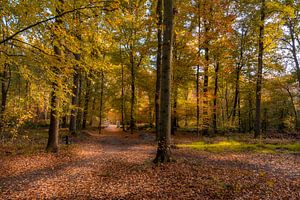 L'automne dans la forêt