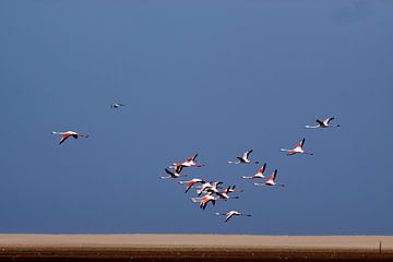 flamingo's against blue sky by Henk Langerak