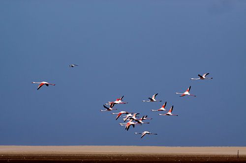 flamingo's tegen blauwe lucht