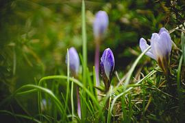 Lente sur Linda Kooiman