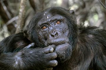 Chimpanzee