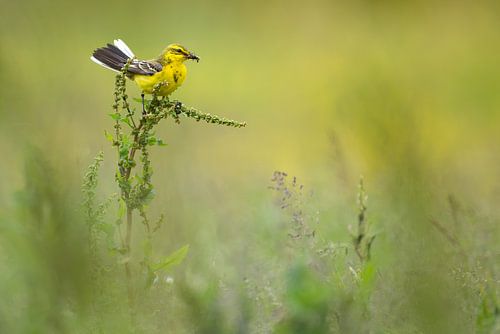 La potentille anglaise dans les herbes aromatiques
