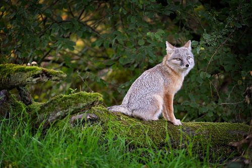 The Fox by Eddy Kievit