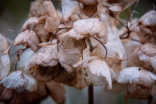 Vergankelijkheid van de Hortensia – Een Close-up van Natuurlijke Sculpturen