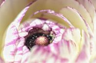Anemone from nearby by Kim Hiddink thumbnail