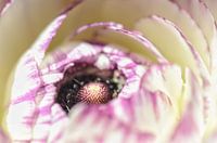 Anemone from nearby