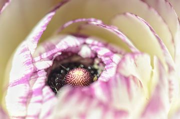 Anemone from nearby by Kim Hiddink