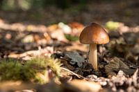Champignon solitaire au soleil