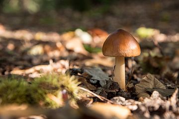 Eenzame paddenstoel in de zon van Joyce Gijsbers