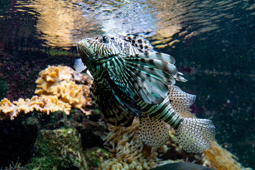 Duivels mooie koraal duivel in Ouwehand dierentuin van wil spijker