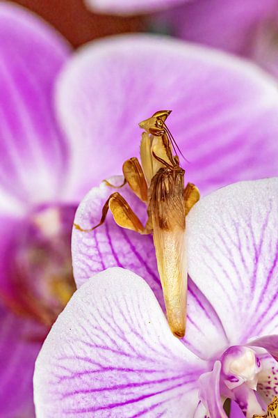 Orchideen Gottesanbeterin von Roland Brack