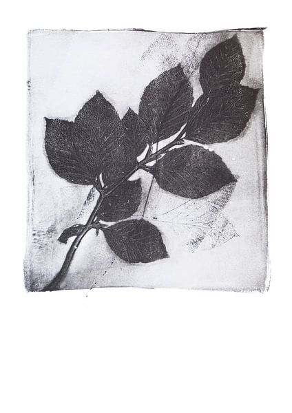 Botanical print Birch branch by Angela Peters