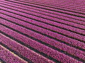 Paarse tulpen in een veld van bovenaf gezien van Sjoerd van der Wal Fotografie thumbnail