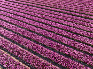 Paarse tulpen in een veld van bovenaf gezien