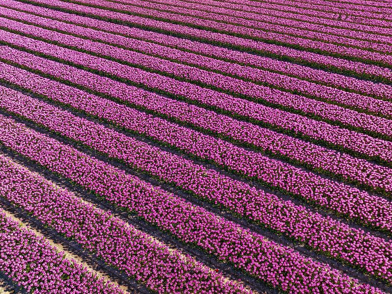 Paarse tulpen in een veld van bovenaf gezien van Sjoerd van der Wal Fotografie