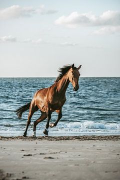 Bruin paard galopperend op strand van Shirley van Lieshout