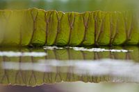 Blad van een groene waterlelie