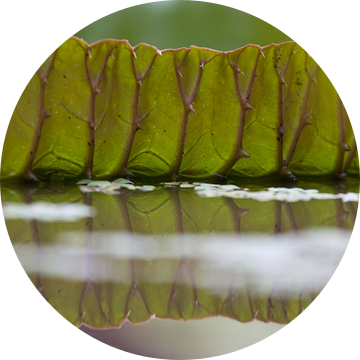 Blad van een groene waterlelie van Simone Meijer