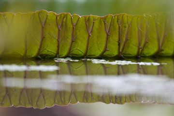 Leaf of a green water lily by Simone Meijer