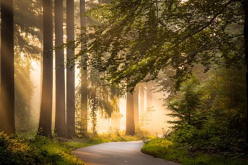 Chemin entre les arbres - paysage sur Studio Caro West