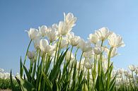 Tulipes blanches par Jeannette Penris Aperçu