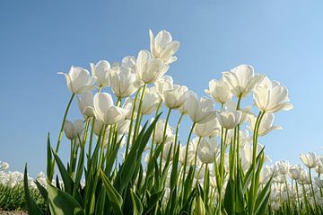 Witte tulpen van Jeannette Penris