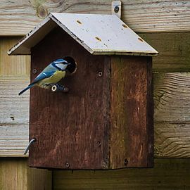 Blue tit looking for home by Miny'S