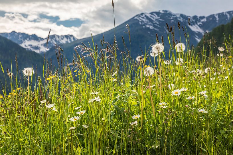 Flowers on an alpine meadow above Innervillgraten, Villgratental by Christian Müringer