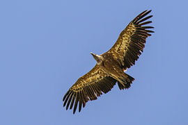 Eurasian griffon vulture in the Gorges du Verdon in the Provence by Sjoerd van der Wal Photography