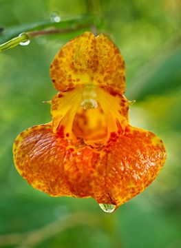 Oranje Gewoon juweelkruid van Iris Holzer Richardson