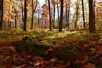 Ein Ahornwald im Herbst von Claude Laprise