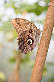 vlinder in prachtige kleuren by Marcel Groen